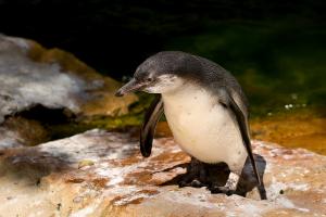 Tučňák Humboldtův 