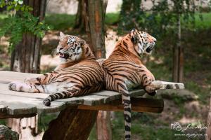 Vyhřívající se tygři v zoo Zlín