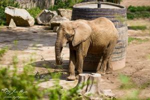 Slon africký v zoo Zlín