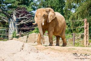 Slon africký, Zoo dvůr Králové