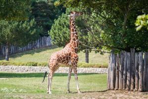 Žirafa v zoo Dvůr Králové
