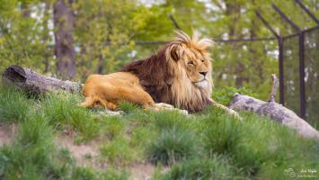Lev konžský ze zoo Brno