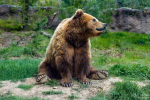 Medvěd kamčatský zoo Brno