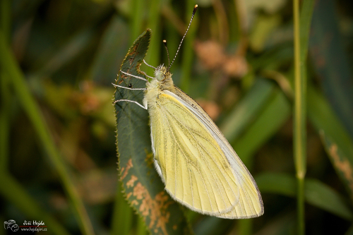 zlutasek-motyl